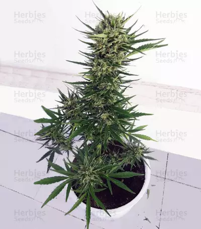 Auto Malawi x Northern Lights