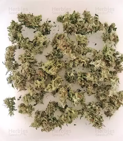 BCN Power Plant Seeds