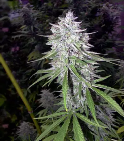 Bangi Haze (Ace Seeds)