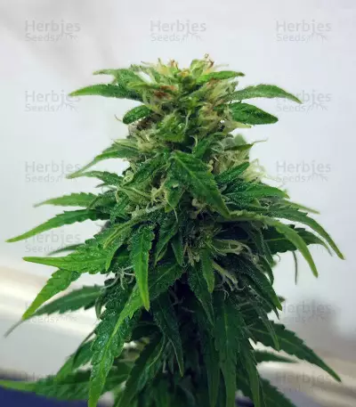 Black Ghost OG