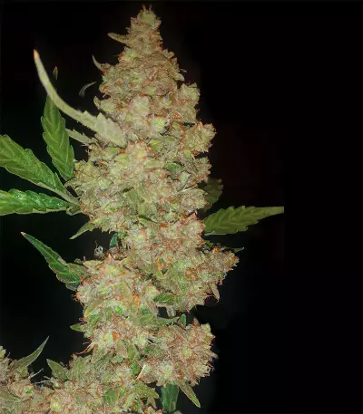 Buddha Magnum Auto Regular seeds
