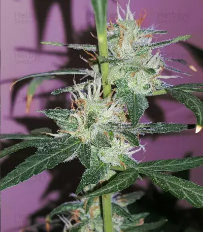 Graines de cannabis Buddha Red Dwarf Auto regular (Buddha Seeds)