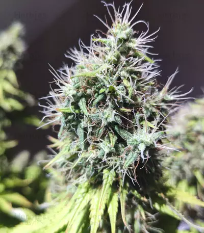 Graines de cannabis CBD Blue Shark (Barney's Farm)