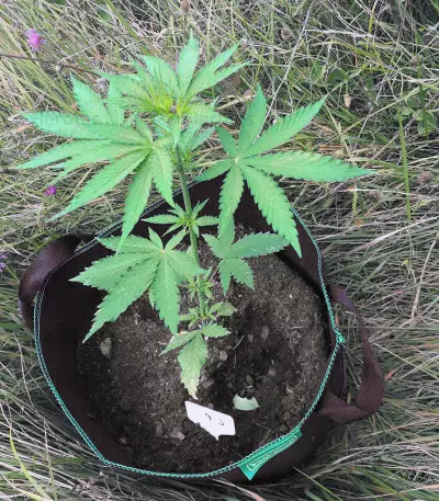 CBD Lemon Potion Auto Seeds