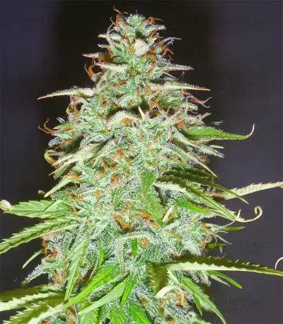 Candy Kush Auto feminized seeds