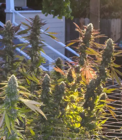Candyland Seeds