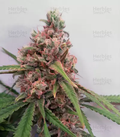 Canalope Haze feminized seeds