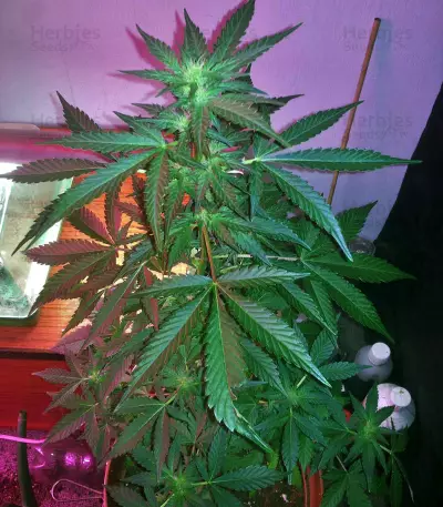 Semi femminizzati Chemdogging Auto