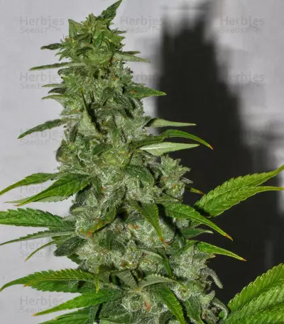 Cole Train Seeds