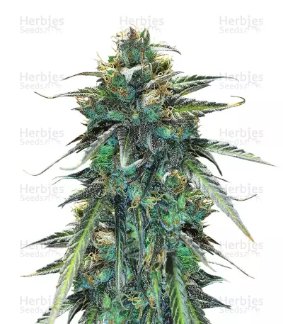 Congo x Kali China (Ace Seeds) Cannabis-Samen