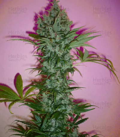 Dutch Haze Seeds