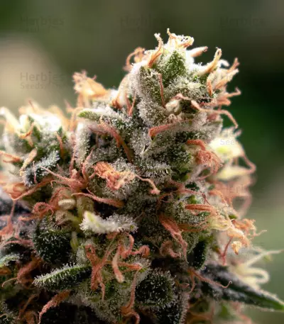 Ghost Train Haze #1 (Rare Dankness Seeds) Cannabis-Samen