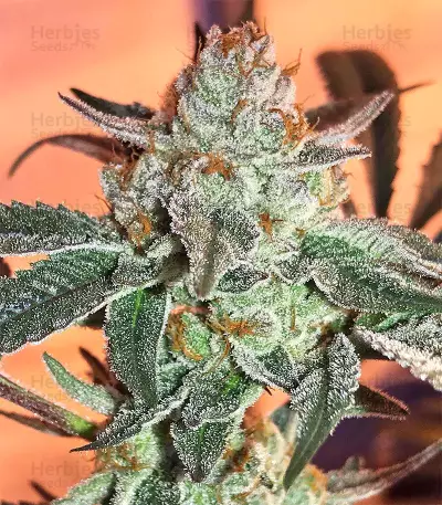 Graines féminisées de Gorilla Cookies (Big Head Seeds)