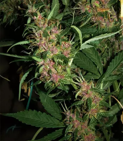 Grandaddy Banner Seeds