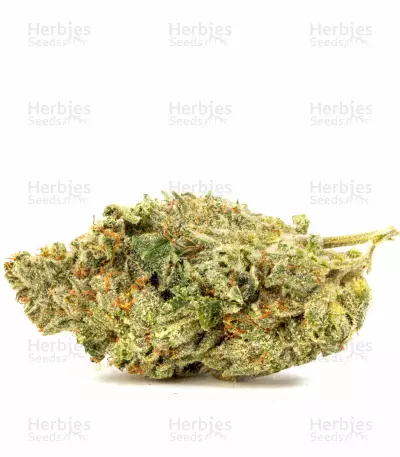 Headbanger Regular seeds