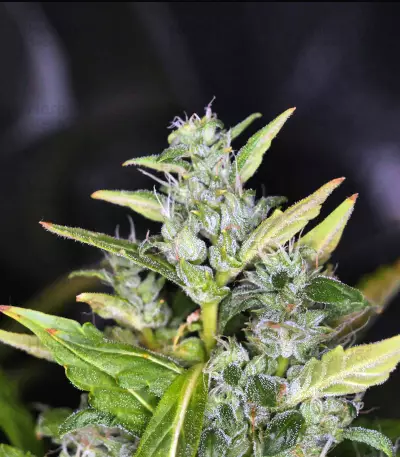 Hubbabubbasmelloscope Auto Seeds