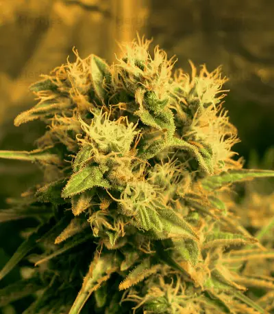 Graines de cannabis Kong 47 (Dr. Underground)