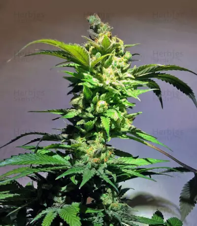 Semillas feminizadas Kosher Kush (Reserva Privada)