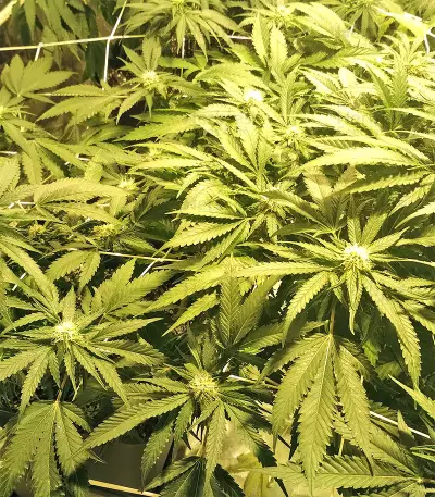 Kripple Roulette (Dr. Krippling Seeds)