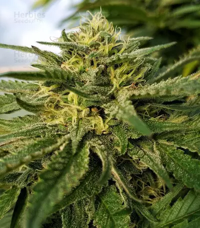LA Chocolat Seeds