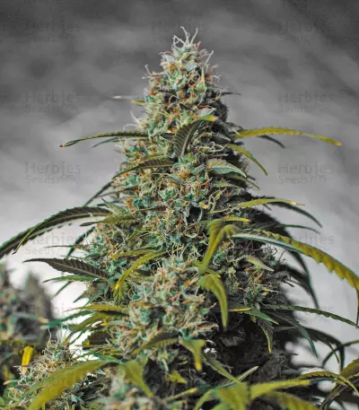 Melon Gum Auto Seeds