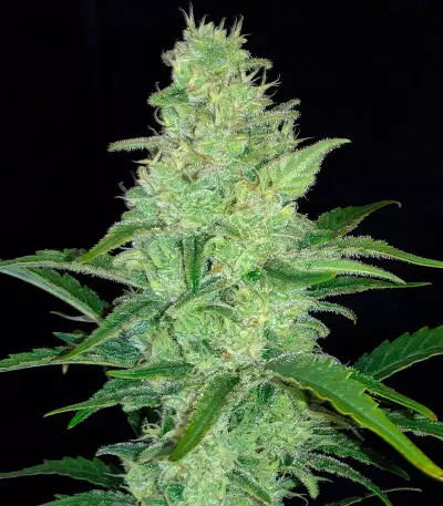 Mimosa Cake Auto Feminized Seeds (Fast Buds)