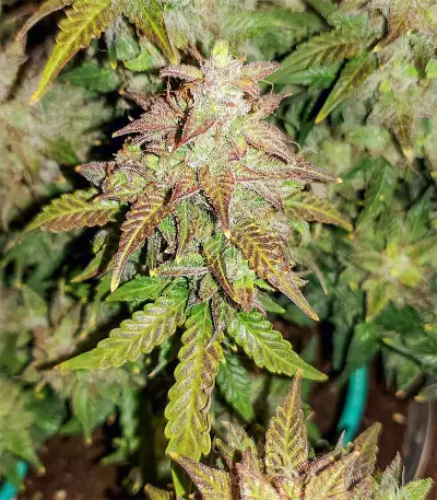 Original Auto Skunk (Fast Buds)