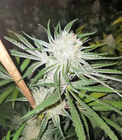 Original Bruce Banner Seeds