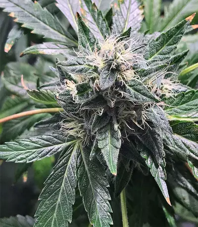 Original Bruce Banner Seeds