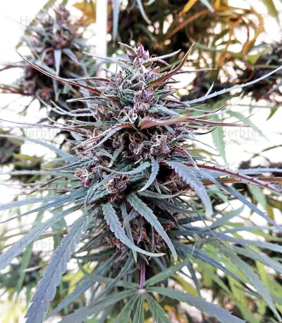 Semi femminizzati Purple Haze x Malawi