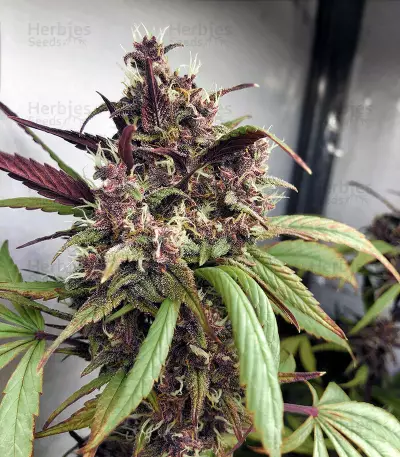 Buy Red Mandarine F1 Fast Version strain