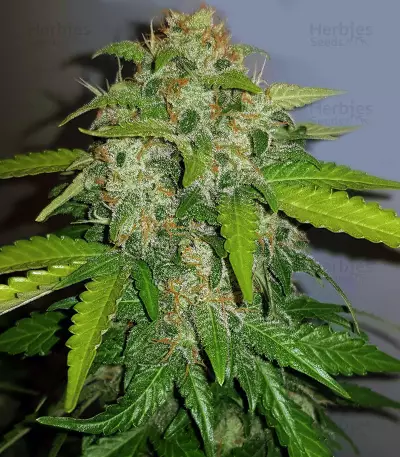 Graines de cannabis Road Dawg Regular (Karma Genetics)