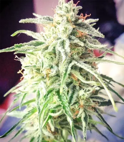 Sandstorm feminized seeds