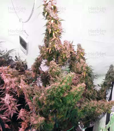 Skunk #1 Automatic (Sensi Seeds)