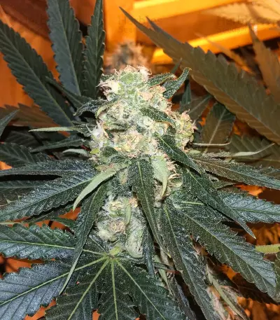 Skunk #1 feminized seeds (Sensi Seeds)