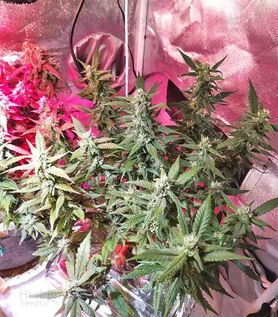 Skywalka Cookies Seeds