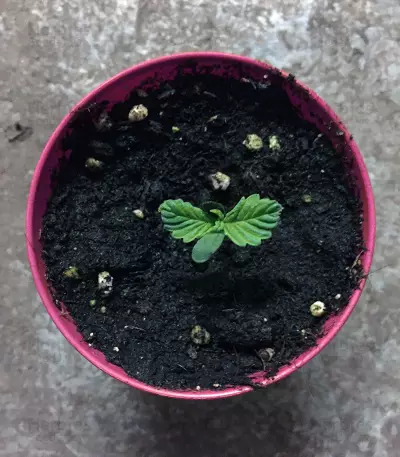 Somari Seeds