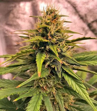 Semi femminizzati Sour Blues Auto