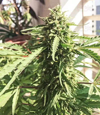 Sour Kush Seeds
