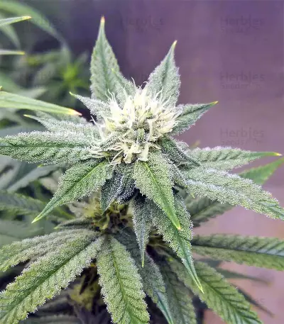 Strawberry Banana feminized seeds
