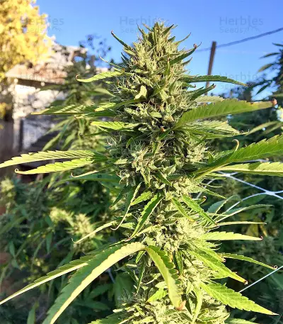 Strawberry Banana feminized seeds