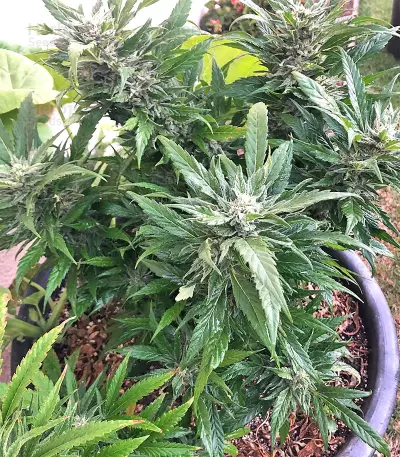 Strawberry Banana feminized seeds