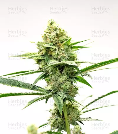 Sugarloaf (CannaBioGen)