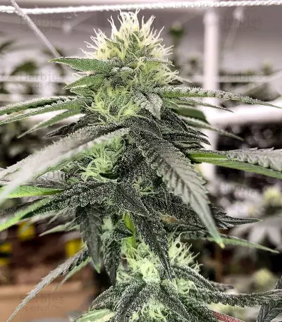 Tha Melon Seeds