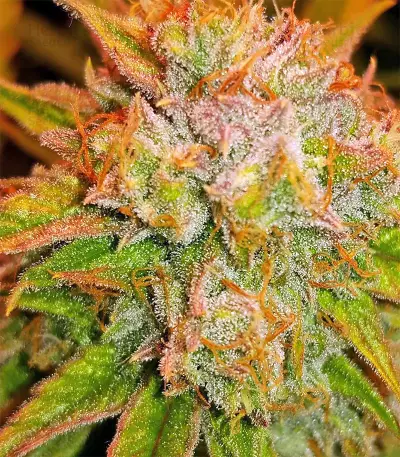 Triangle Kush Auto (Mephisto Genetics) Cannabis-Samen