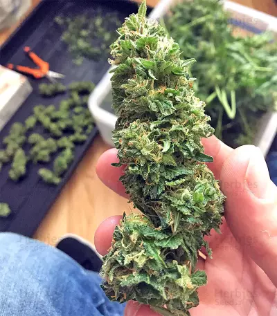 Graines de cannabis Wedding Cake (Big Head Seeds)
