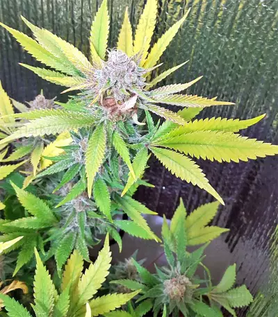 White Critical (White Widow +) (Original Sensible Seeds)