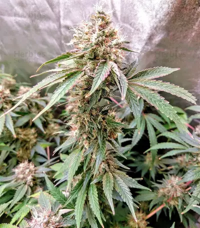 White Widow feminized seeds (Flying Dutchmen)