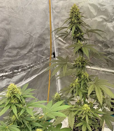 Zombie Kush feminized seeds