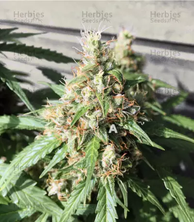 AK420 Seeds